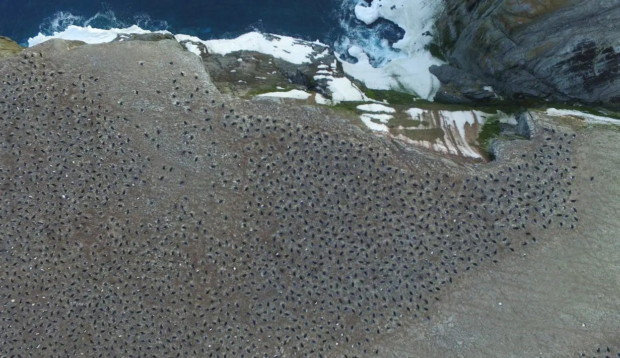 Pemandangan dari atas, ribuan penguin Adelie berkumpul membuat koloni di Pulau Heroina, Danger Islands, Antartika (2/3). (Thomas Sayre-McCord / AFP)