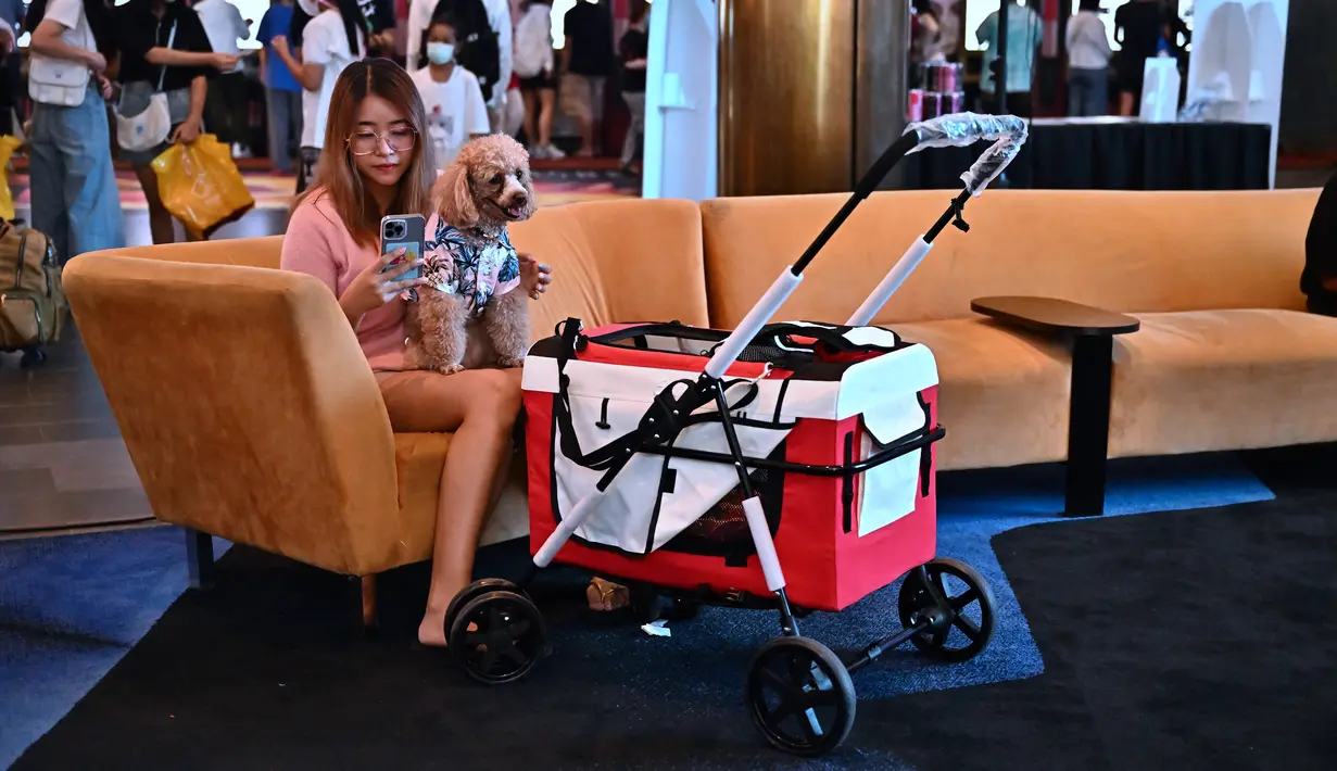 Mereka termasuk di antara puluhan penonton berkaki empat yang datang dengan kereta bayi pada hari Sabtu (10/6/2023) untuk menyaksikan pembukaan bioskop ramah hewan peliharaan pertama di Thailand di pinggiran ibu kota. (Lillian SUWANRUMPHA / AFP)