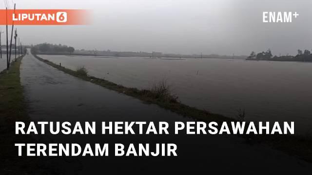 Ratusan hektar areal persawahan terendam banjir. Banjir terjadi pada 3 desa di Tukdana, Indramayu