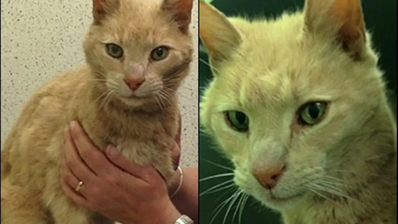 Kisah Kucing yang Hilang di Australia Ditemukan di Irlandia