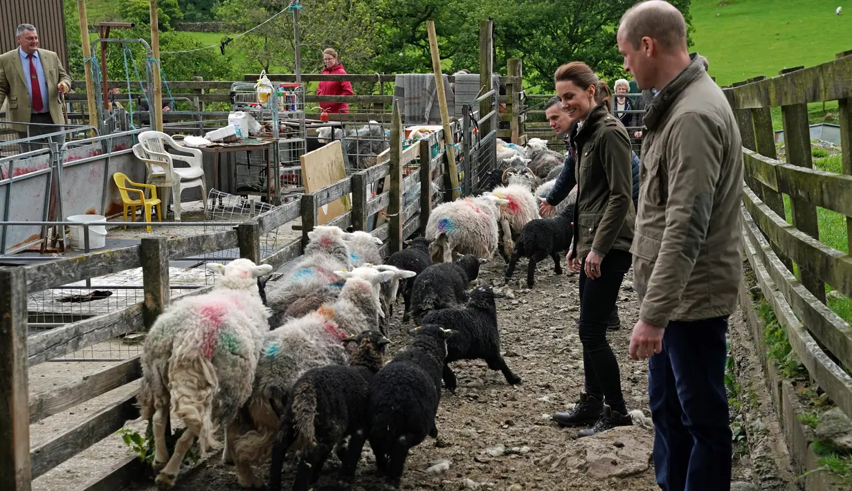 Duke of Cambridge Pangeran William bersama Duchess of Cambridge Kate Middleton saat berkunjung ke Deepdale Hall Farm, sebuah peternakan domba tradisional di Patterdale, Cumbria, Inggris, Selasa (11/6/2019). (Owen Humphreys/POOL/AFP)