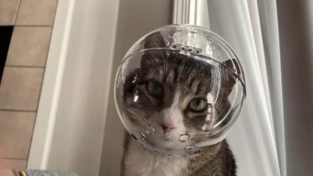 8 Potret Kucing saat Pakai Helm Ini Bikin Geleng Kepala