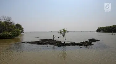 Pohon berdiri di atas lahan yang terendam abrasi di Desa Pantai Mekar, Kecamatan Muara Gembong, Bekasi, Kamis (20/6/2019). Puluhan rumah warga di Kampung Muarajaya RT01/RW01 Desa Pantai Mekar hilang tersapu air saat terjadi abrasi selama 10 tahun. (Liputan6.com/Fery Pradolo)