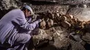 Seorang arkeolog tengah menggali tengkorak dan tulang yang berada di sebuah makam kuno di kota Luxor, Mesir (9/9). Makam ini diduga dulunya milik seorang pandai emas dan istrinya yang ditandai oleh penemuan patung keduanya. (AFP Photo/Khaled Desouki)