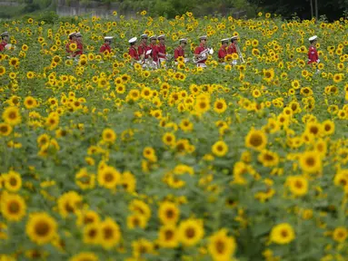 Anggota band militer berjalan melewati ladang bunga matahari di Paju, Korea Selatan, Jumat (23/6/2023). (AP Photo/Lee ​​Jin-man)
