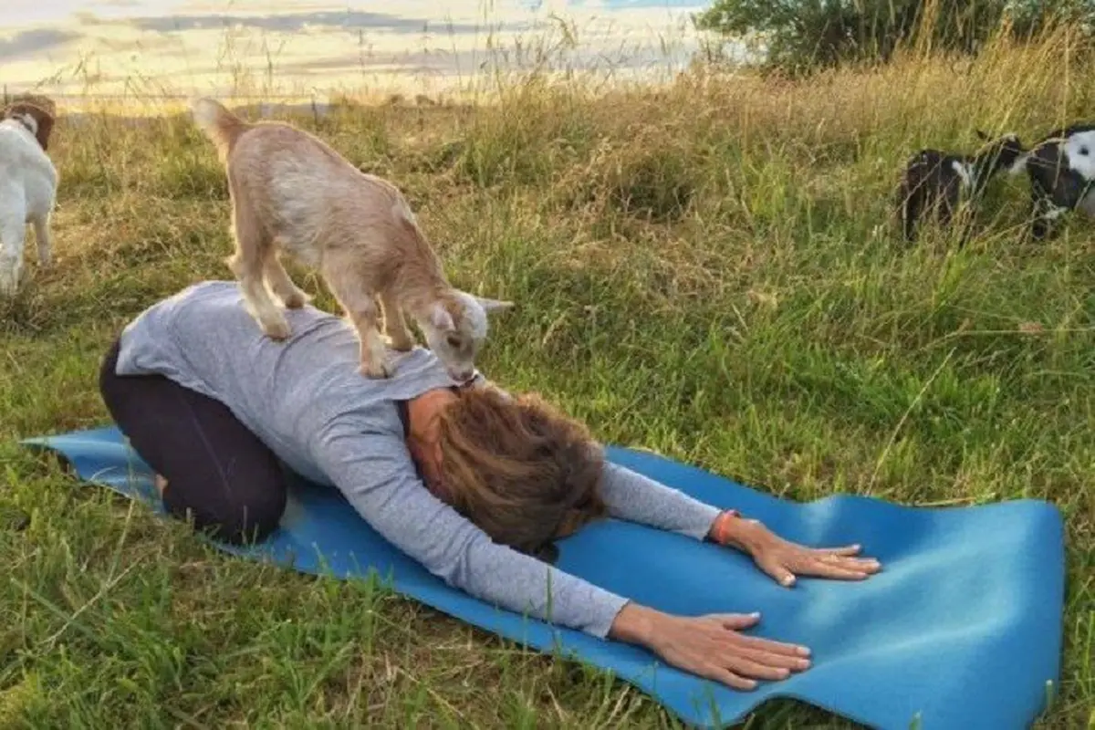 [Bintang] Kambing Yoga 