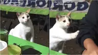 Kucing minta makan di warung pecel lele (Sumber: Twitter/recehtapisayng)