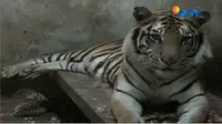Bayi harimau benggala ini merupakan bayi pertama Upi sang induk dan Aji si pejantan setelah 100 hari dalam kandungan. 