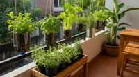 7 Inspirasi Teras Rumah Sempit tapi Sejuk dengan Tanaman Gantung