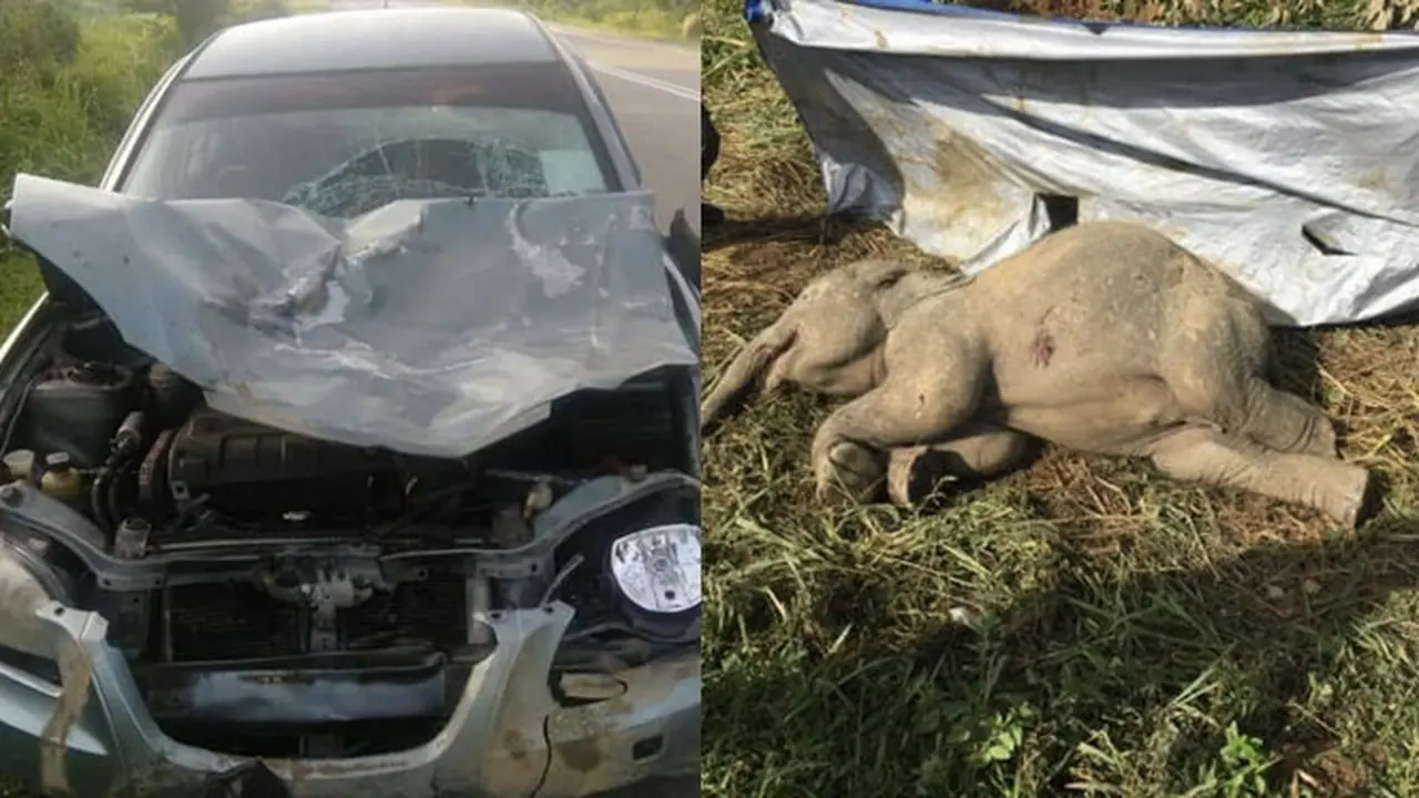 Induknya Setia Mendampingi, Kisah Anak Gajah yang Tertabrak Mobil Ini Bikin Haru