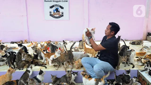 Mengunjungi Rumah Singgah Ribuan Kucing Terlantar di Parung