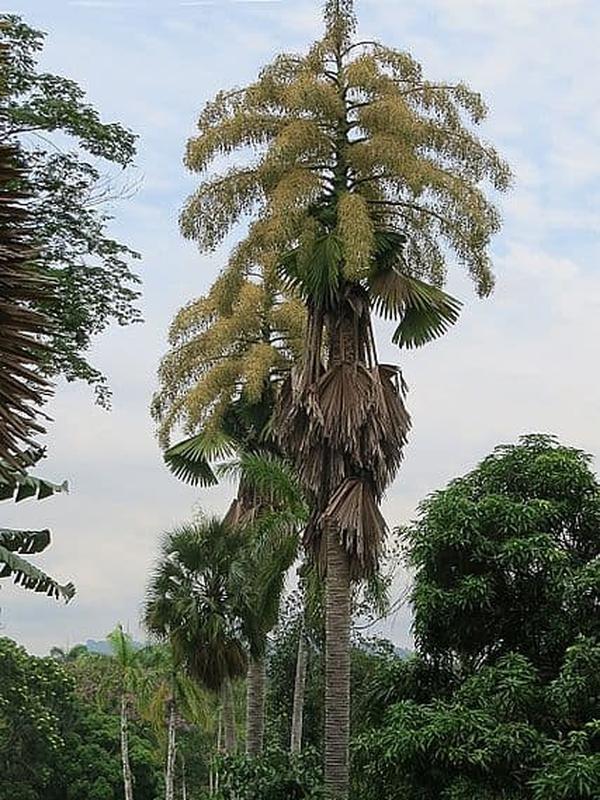 Suicide Palm. (commons.wikimedia.org)