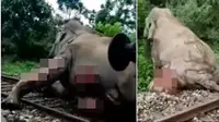 Sebuah video beredar yang menampilkan gajah penuh luka tertabrak kereta dan terseret sepanjang 30 meter. (Sumber: World of Buzz)