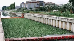 Petugas beraktivitas di sekitar lokasi uji coba tanaman eceng gondok di Kali Inlet 3, Tanjung Priok, Jakarta, Selasa (4/12). Eceng gondok mulai ditanam Pemprov DKI sebagai salah satu strategi membersihkan sungai di Jakut. (Liputan6.com/Immanuel Antonius)