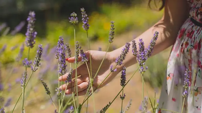 Ilustrasi./Copyright pexels.com/anastasiya lobanovskaya