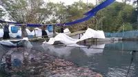 Suasana panen raya ikan di kolam milik Sari Mina Nusantara, Dukuh Pemesari, Desa Jeblog, Kecamatan Karanganom, Klaten, Minggu (2/9/2018).(Solopos - Cahyadi Kurniawan)
