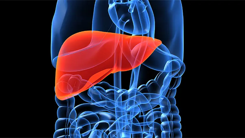 Lever, liver, hepatitis 