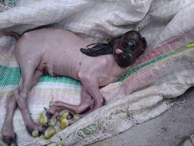Heboh Kambing Berwajah Dajjal Di Gorontalo Ini Kata Dokter Hewan Regional Liputan6 Com Download now gambar kartun kambing dan sapi bestkartun.