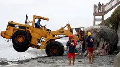 Sebuah ekskavator hampir terbalik saat mengevakuasi paus bungkuk yang mati terdampar di pesisir Leucadia, California, Amerika Serikat, Senin (18/7). Paus berbobot 22 ton ini harus dievakuasi dengan cara dipotong menjadi empat bagian. (REUTERS/Mike Blake)