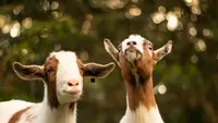 Kambing Bernama Goldie Curi Perhatian di Tengah Kebakaran Colorado