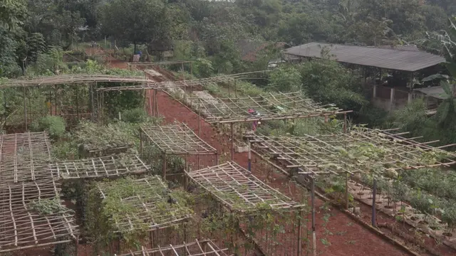 Penampakan Lahan Tani di Sawangan, Depok
