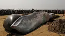 Sejumlah orang tampak memandangi bangkai ikan paus yang terdampar di pantai sepanjang Laut Arab, Mumbai , India, (29/1). Diperkirakan ukuran ikan paus tersebut 9 meter. (REUTERS / Danish Siddiqui)