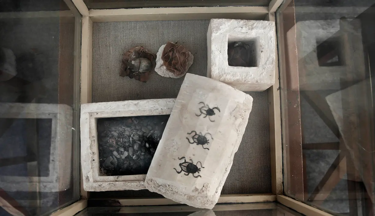 Mumi kumbang scarab yang ditemukan di sekitar kompleks piramida Raja Userkaf di Saqqara, Giza, Sabtu (10/11). Arkeolog Mesir menemukan 7 makam kuno zaman Firaun berisi puluhan mumi kucing dan patung-patung kayu bergambar hewan lain. (AP/Nariman El-Mofty)