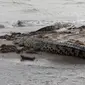 Buaya Muara yang berjemur di Muara Sungai Palu, Senin (28/12/2020). kemunculan buaya di lokasi itu kerap mengundang perhatian warga. BKSDA menyebut Sungai Palu dan Muara merupakan habitat satwa tersebut. (Foto: Heri Susanto/ Liputan6.com).