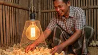 5 Jenis-Jenis Penghangat Kandang Anak Ayam Sederhana, Lebih Hemat Biaya