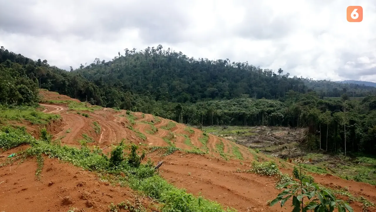 Pembukaan Lahan untuk Kebun Sawit