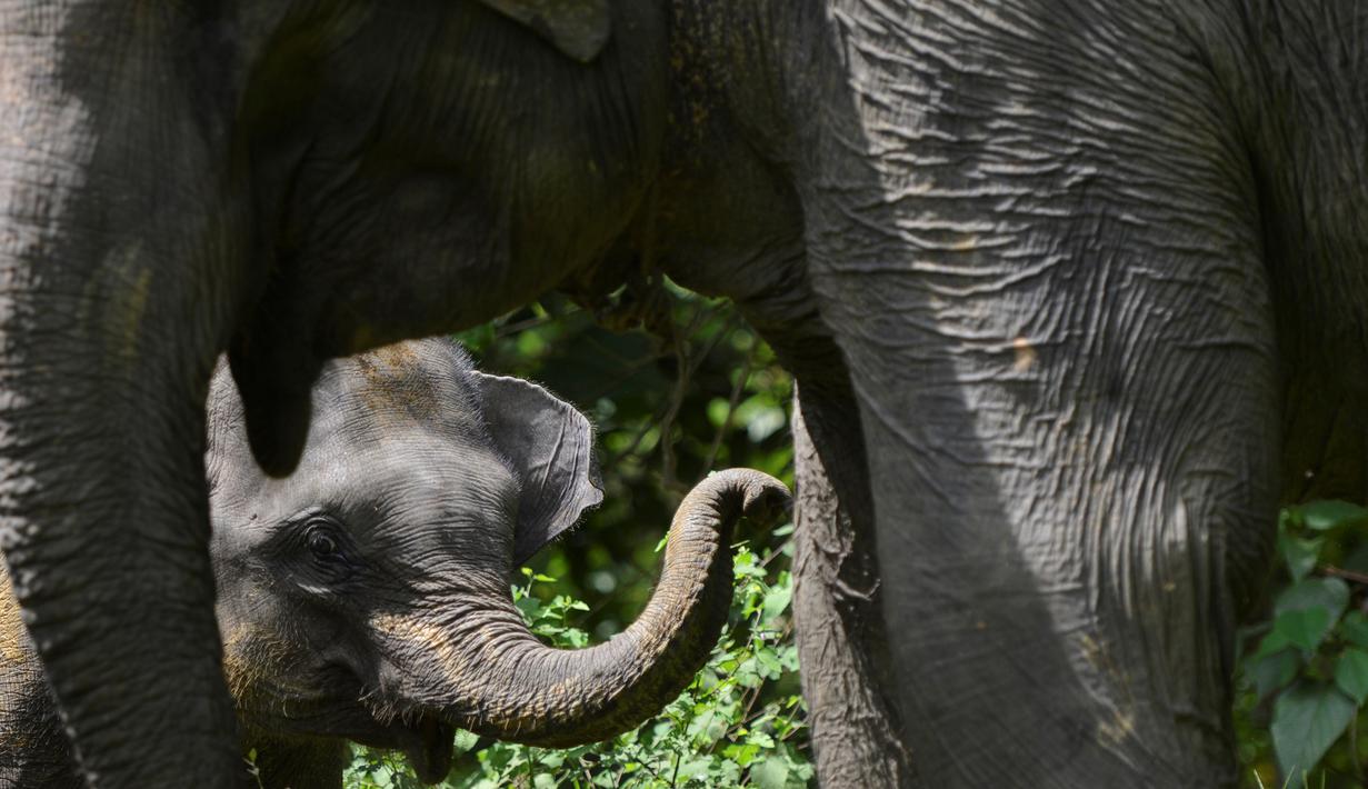 FOTO Lucunya Bayi Gajah  Sumatera  Berusia 2 Tahun di Aceh 