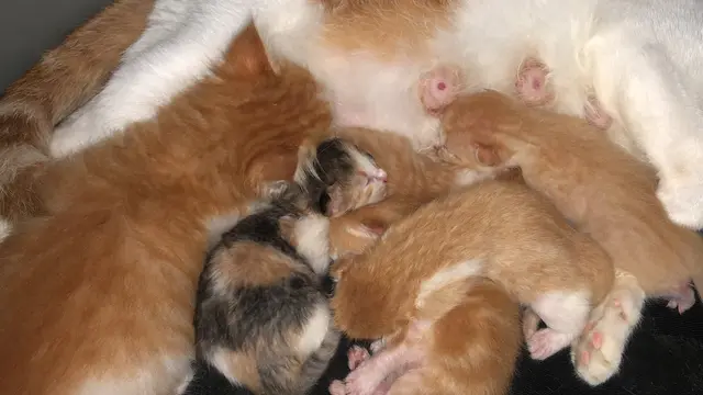 Asal Usul Dipertanyakan, 6 Kucing Beda Warna dengan 'Keluarganya' Ini Unik