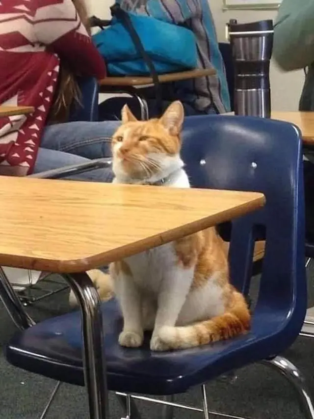 6 Potret Kucing Ikut Kuliah Ini Curi Perhatian, Bikin Ngakak