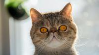 The best cat breeds for first-time owners. (Photo: Dan Wayman/Unsplash)