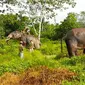 Dua gajah latih yang dikerahkan BBKSDA Riau untuk menggiring gajah liar yang masuk pemukiman di Indragiri Hulu. (Liputan6.com/Dok BBKSDA Riau/M Syukur)