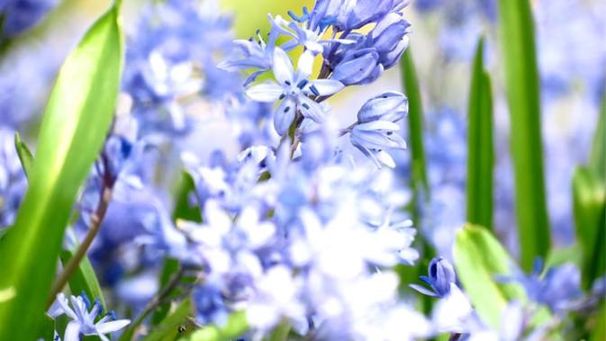 Bunga Cinta yang berwarna biru ini mudah untuk dipelihara (Dok.Unsplash/ Yun-Thai Li)