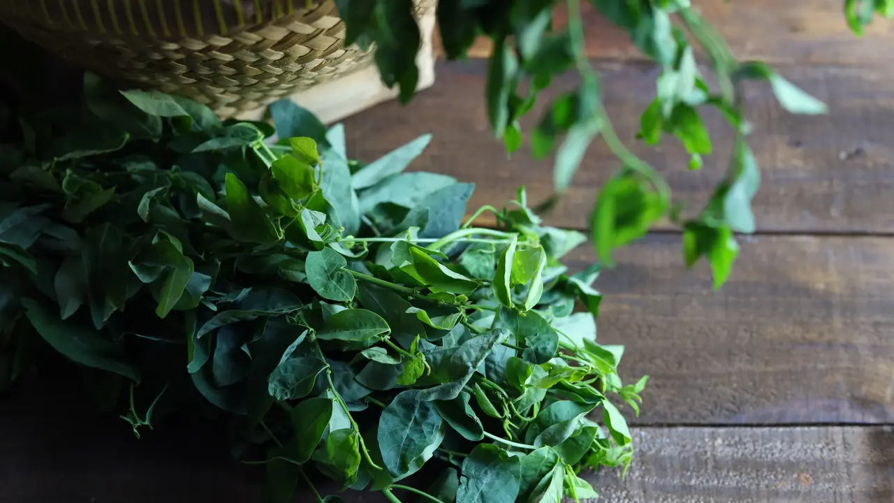 daun katuk
