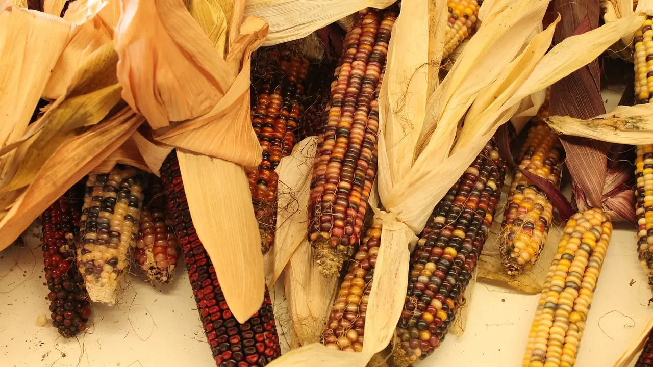 Cara Membuat Bunga dari Kulit Jagung