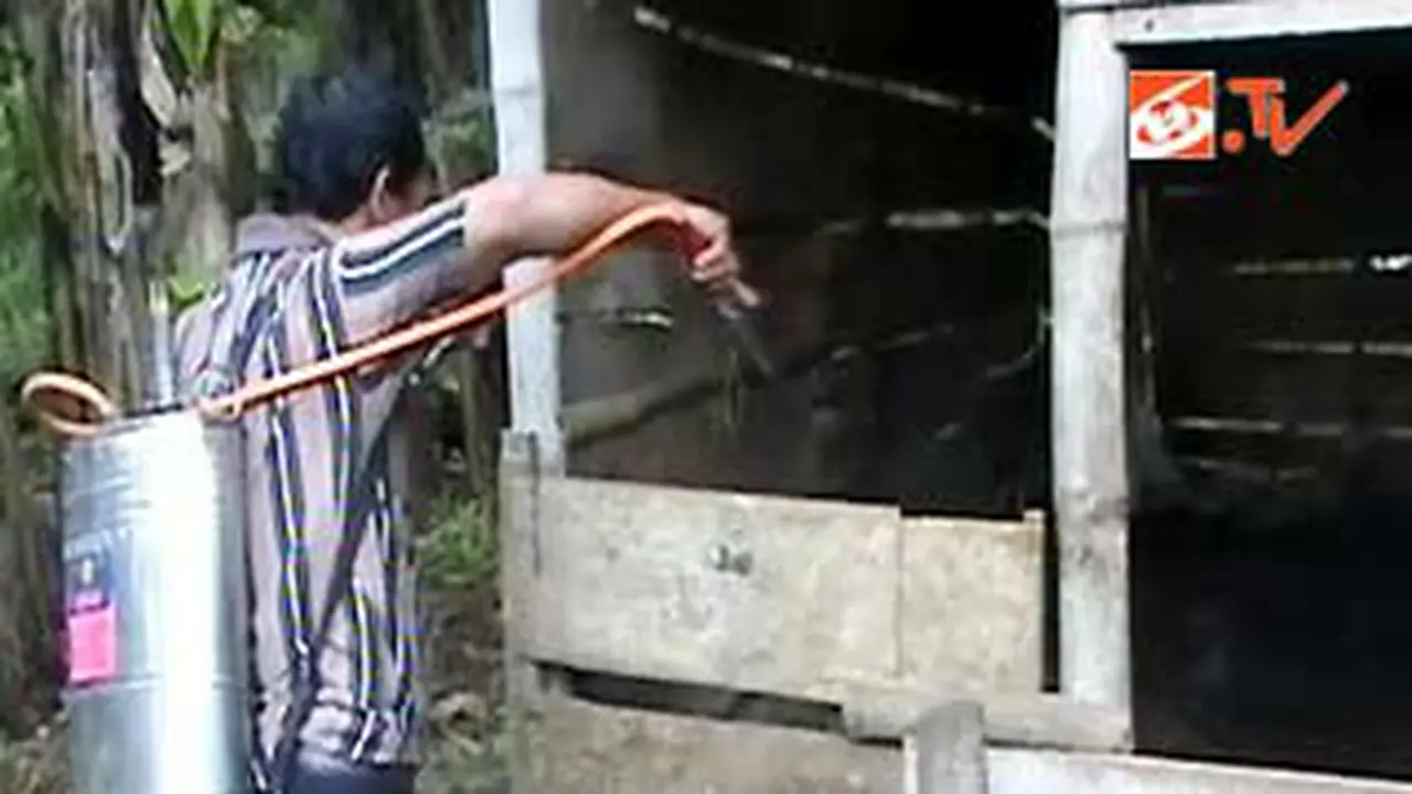 110228asemprot-sapi.jpg