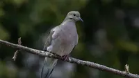 7 Jenis Pohon yang Bisa Mengundang Burung Tekukur ke Pekarangan, Bikin Terasa Asri