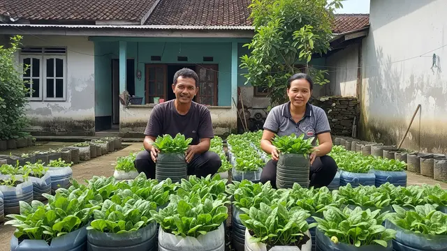 Cara Menanam Bayam di Galon Bekas yang Mudah untuk Ketahanan Pangan