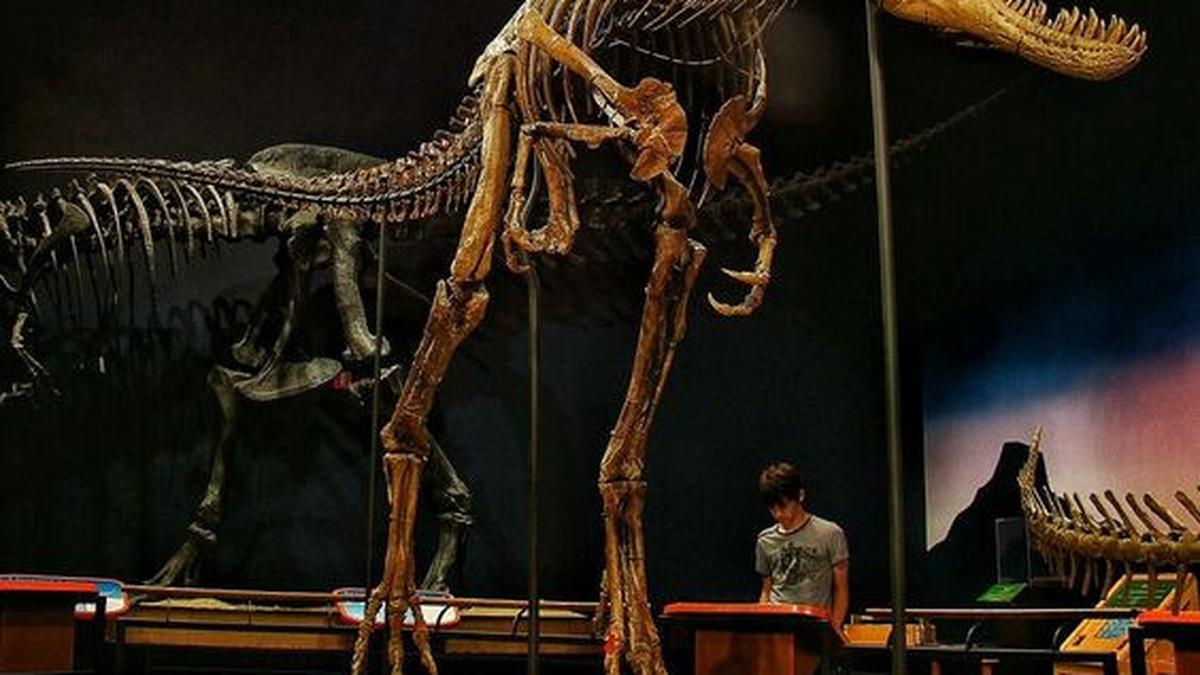 Mengenal Nanotyrannus, Saudara T-Rex yang Memicu Perdebatan