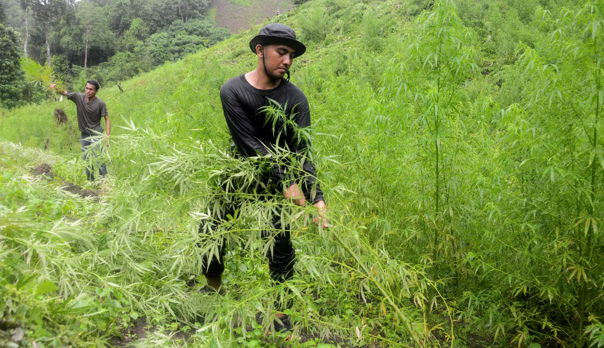 Petugas memusnahkan tanaman ganja di sebuah ladang di Indrapuri, Aceh, Kamis (26/4). Menurut petugas, pemusnahan tanaman ganja itu untuk memutus mata rantai peredaran narkoba jenis ganja langsung dari hulu. (AFP/Chaideer Mahyuddin)