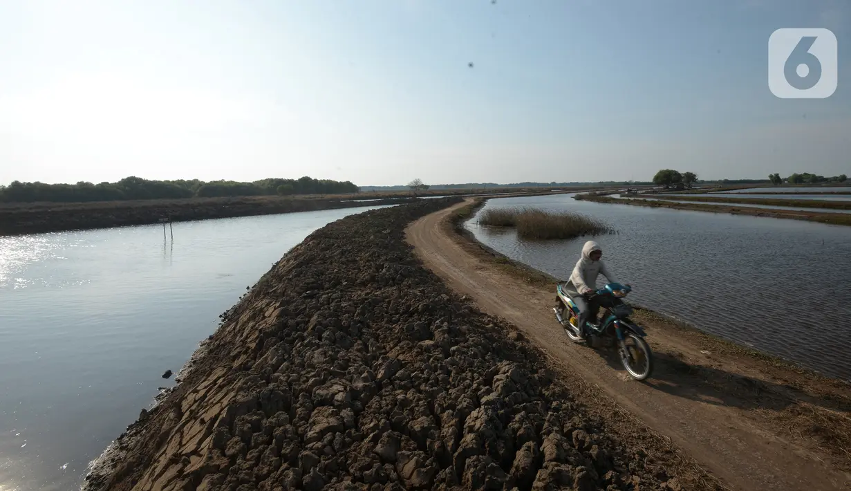 Foto udara suasana Kampung Beting, Desa Pantai Bahagia, Kecamatan Muara Gembong, Bekasi, Jawa Barat, Sabtu (28/8/2021). Menurut penelitian jurnal Environmental Research Letters, kepulauan ini telah mengalami kenaikan air laut rata-rata sebesar 10 milimeter per tahun. (merdeka.com/Imam Buhori)