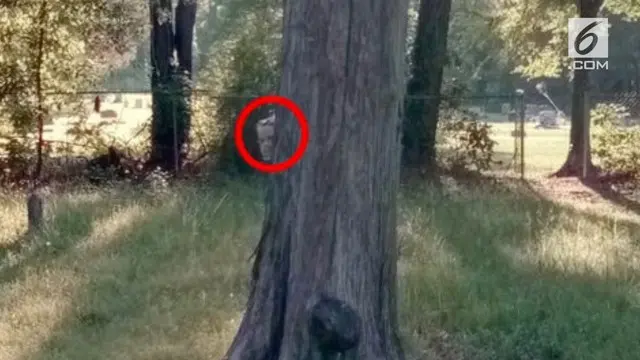 Seorang pria iseng memakai Google Map di sebuah kuburan. Tindakan itu berbuah munculnya penampakan hantu bocah berwajah layu bersembunyi dibelakang pohon.