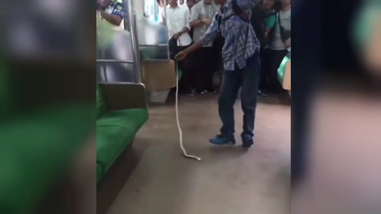 Pihak KRL mengatakan, ular itu berasal dari salah satu barang bawaan penumpang yang diletakkan di bagasi atas penumpang (Instagram/@jktinfo)