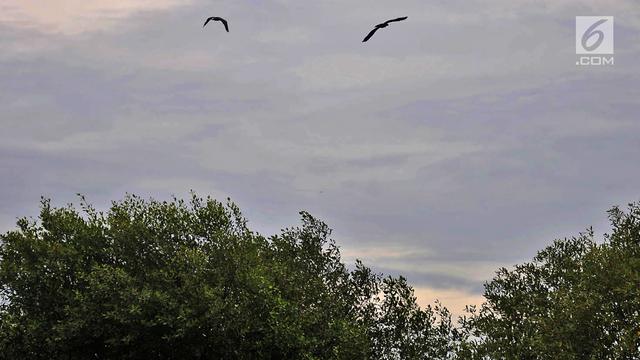 Kondisi Hutan Bakau di Pesisir Jakarta