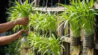 10 Tanaman Sayur Gantung yang Cocok untuk Penderita Asam Urat, Mudah Ditanam di Rumah
