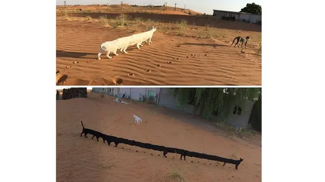Panorama hewan gagal (Sumber: Boredpanda)