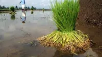 Petani mencabuti bibit padi di lahan persawahan di Desa Tumiyang, Banyumas, Jateng, Jumat (24/9). Sebagian petani di desa tersebut menyemaikan bibit padi sendiri guna memenuhi kebutuhan bibit.(Antara)